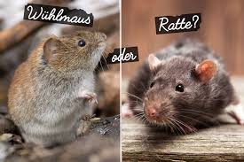 Wuhlmaus Oder Ratte Im Garten 8 Unterschiede Erkennen