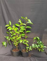 Image result for Aphloia theiformis