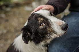So, if you ever feel like you want to be a part of our family and help some of the best animals around, check us out. Pet Adoption Senior Dog Senior Cat