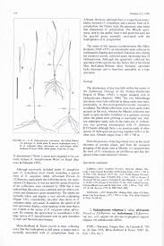 Image result for Pavetta eylesii