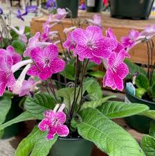 Image result for Streptocarpus kamerunensis