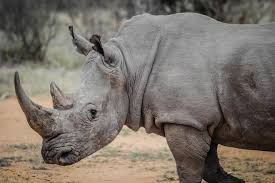 Aardvark), we've included the animal's scientific name and the african bush elephant is the largest land animal in the world. African Animals In Bali Safari Park Bali Safari Marine Park