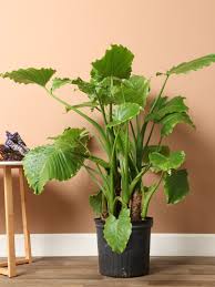 Image result for Alocasia odora