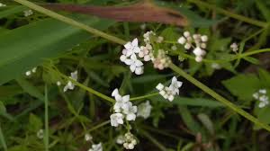 Image result for Pavetta stenosepala