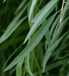 Image result for Boscia salicifolia