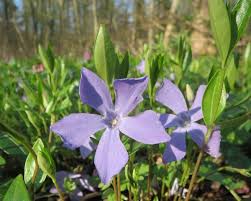 Vinca minor, or periwinkle, is a ground creeping vine. Lesser Periwinkle Vinca Minor Plants Candide Gardening