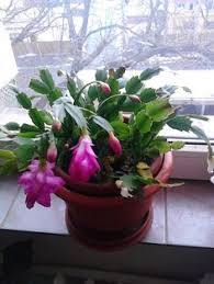 They like to rest during. 36 Cristhmas Cactus Ideas Christmas Cactus Easter Cactus Holiday Cactus