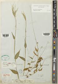 Image result for Arthraxon