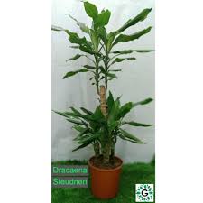 Image result for Dracaena steudneri