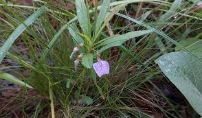 Image result for Afrohybanthus enneaspermus