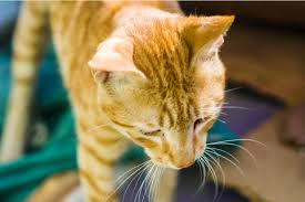 Chlorambucil is helpful in multiple chemotherapy protocols as well as immune mediated conditions. Lymphoma In Cats Great Pet Care