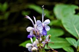 Image result for Clerodendrum buchneri
