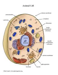 Coloring pages animal cell coloring page answers. Animal Cell Color Diagram