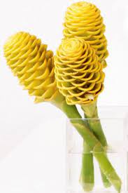Pin On Flowers