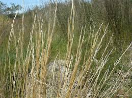 Image result for Aristida stipoides