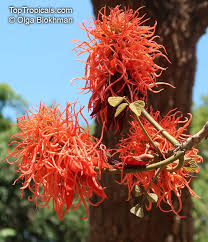 Image result for Erythrina abyssinica