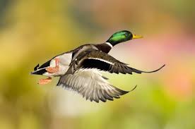 Build a nesting box woods duck is a wooden cedar real redwood pine and plywood also suitable materials and here is how to make this version of a wood samoa their discovery implies wood ducks inhabit the ponds and streams in forested areas wood duck house plans ducks unlimited. 3 Ways To Attract More Ducks To Your Pond