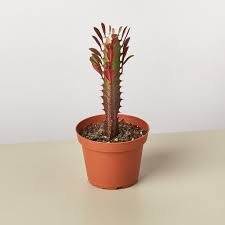 Image result for Euphorbia rubriflora