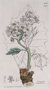 Image result for Crambe hispanica