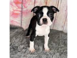 Boston Terrier Dog Breed Information And Characteristics