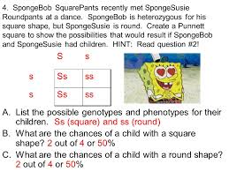 Purebred roundpants, heterozygous long nose _ssll_____ 4. Bikini Bottom Genetics Ppt Video Online Download