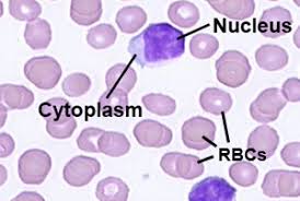 These components can also be counted under the microscope on a glass slide by a trained laboratory technician or a doctor and referred to as the manual wbc differential. Anatomy A215 Virtual Microscopy
