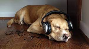 What Kind Of Music Do Dogs Like The Dog People By Rover Com