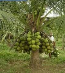 We did not find results for: 39 Best Coconut Palm Tree Ideas Coconut Palm Tree Coconut Palm Coconut