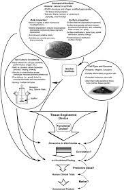 Animal cell culture for in vitro testing of drugs. A Critical Evaluation Of In Vitro Cell Culture Models For High Throughput Drug Screening And Toxicity Sciencedirect