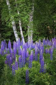 I Love Lupins Easy To Grow And So Pretty Birch Trees Garden Garden Trees Garden Landscape Design