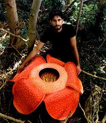 Top 10 largest flower in the world. Unusual Plants An Oxford Botanist S Top 10 Most Fascinating Plants