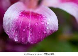 Clarkia Flower Yoga Best Flower Wallpaper