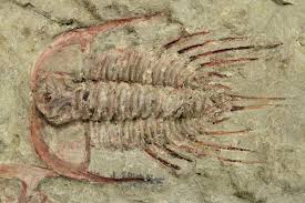 Image result for Tristachya lualabaensis