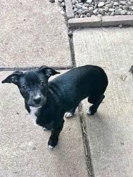 Check spelling or type a new query. Jujube Dachshund Puppy Female For Sale In Buffalo New York Classified Americanlisted Com