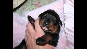 Rottweiler puppies , 5 females,3 males born april 19, 2021 very playful and adorable, ready for new homes. Rottweiler Puppies First Meal Youtube