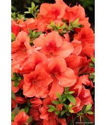 Evergreen Shrub Azalea Orange Delight Azaleas Evergreen Shrubs Orange
