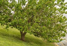 Plum tree island nwr status map. Mulberry Tree Identification Top Tips