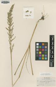 Image result for Eragrostis habrantha