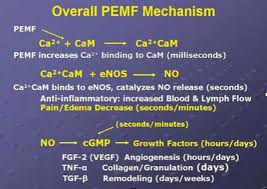 Pemf Therapy And Nitric Oxide Production The Power To