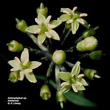 Image result for Araliaceae