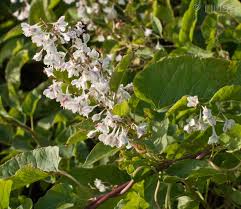 Image result for Fallopia baldschuanica