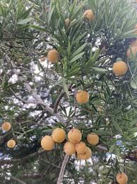 Image result for Afrocarpus falcatus