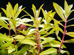 Image result for Nesaea dinteri