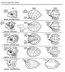 Pin On Wildlife Rehab