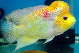 amazing flowerhorn fish amazingfish flowerhorns amazingbeta arowanas beautifulkoi beautifulfish guppyfishes cichlid fish fish tropical fish aquarium