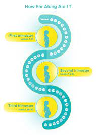 How Far Along Am I In My Pregnancy Pampers
