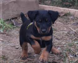 Il est réputé pour être l'un des meilleurs chiens de chasse. Petit Clin D Oeil La Chasse Aux Sangliers En Creuse