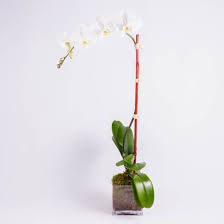 Maybe you would like to learn more about one of these? What Flowers Last The Longest Ode A La Rose