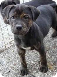 Much requested.an official enzo #pupdate. Tampa Fl Rottweiler Meet Vader A Pet For Adoption