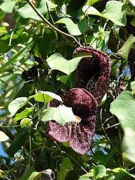 Image result for Aristolochia littoralis